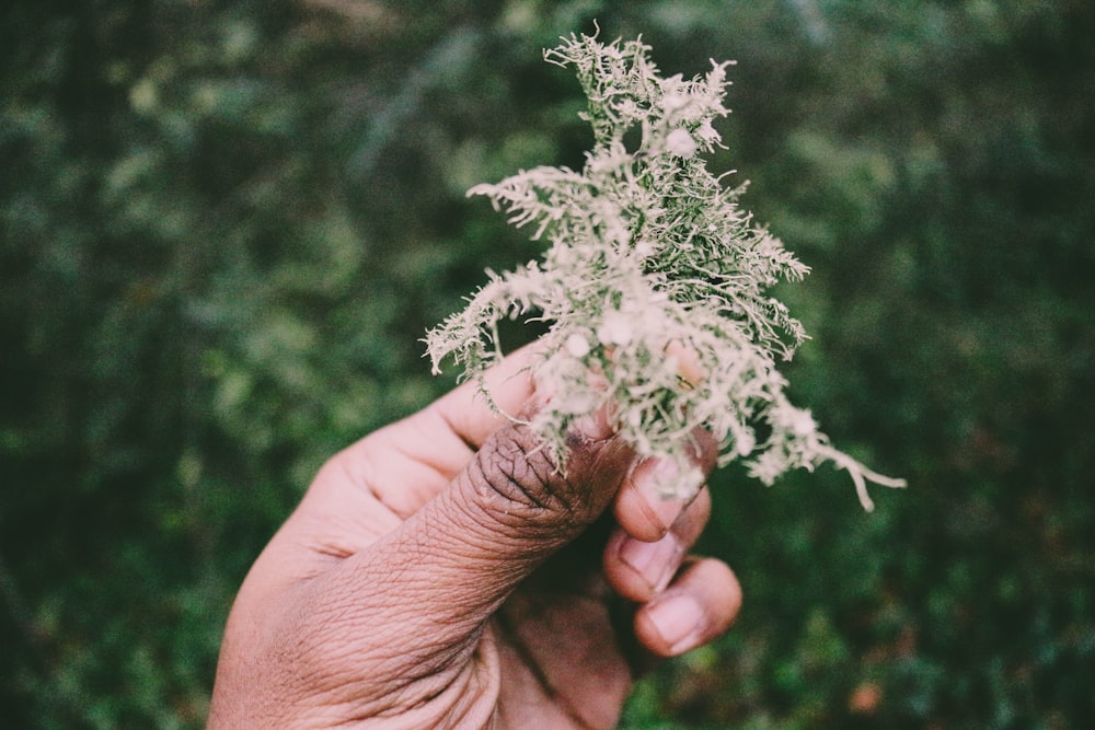 selective focus photography of person holding green foliage