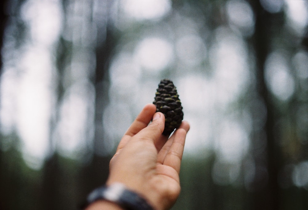 Photographie à mise au point peu profonde d’une personne tenant une pomme de pin noire pendant la journée