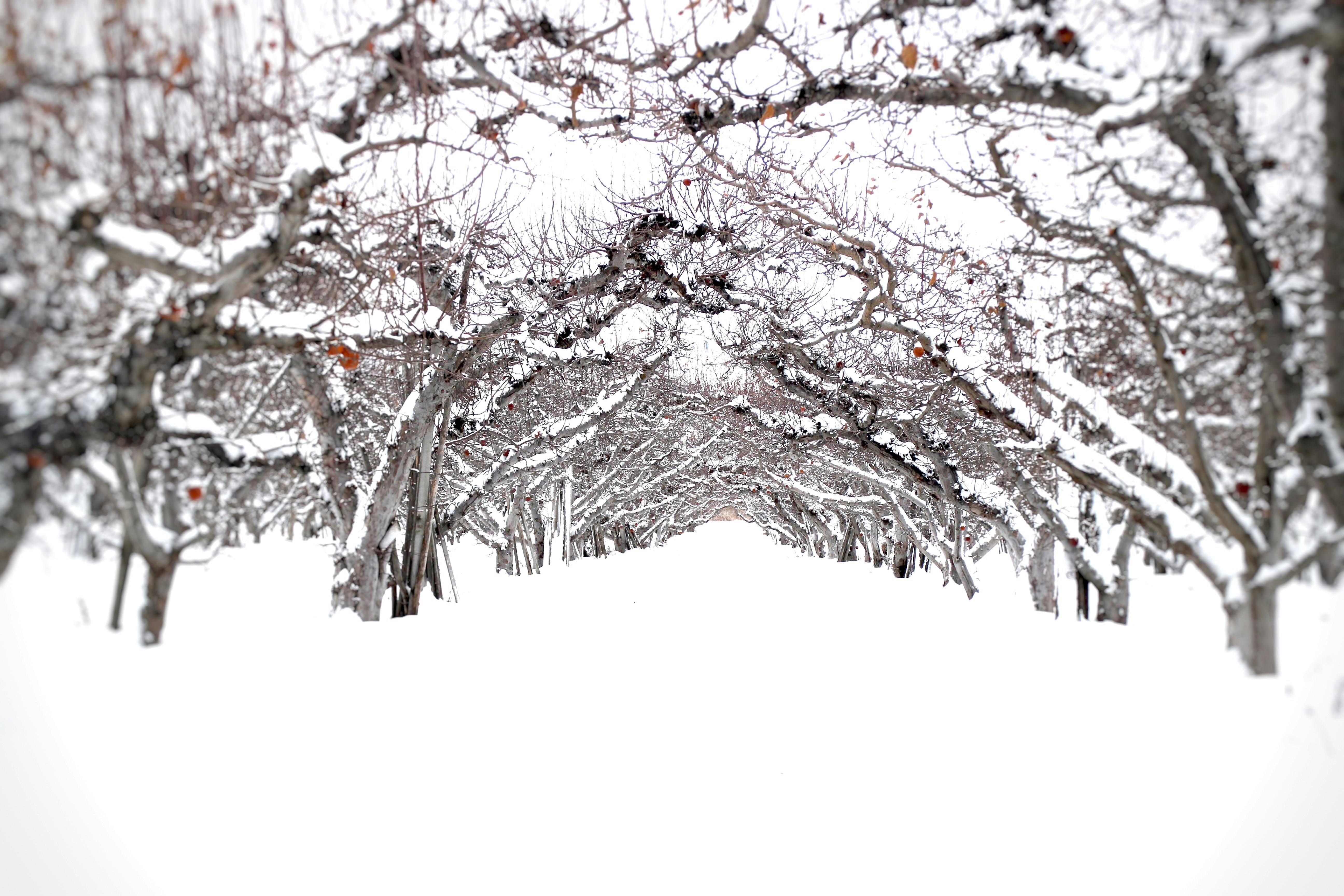 Free Unsplash photo from Michael Nunes