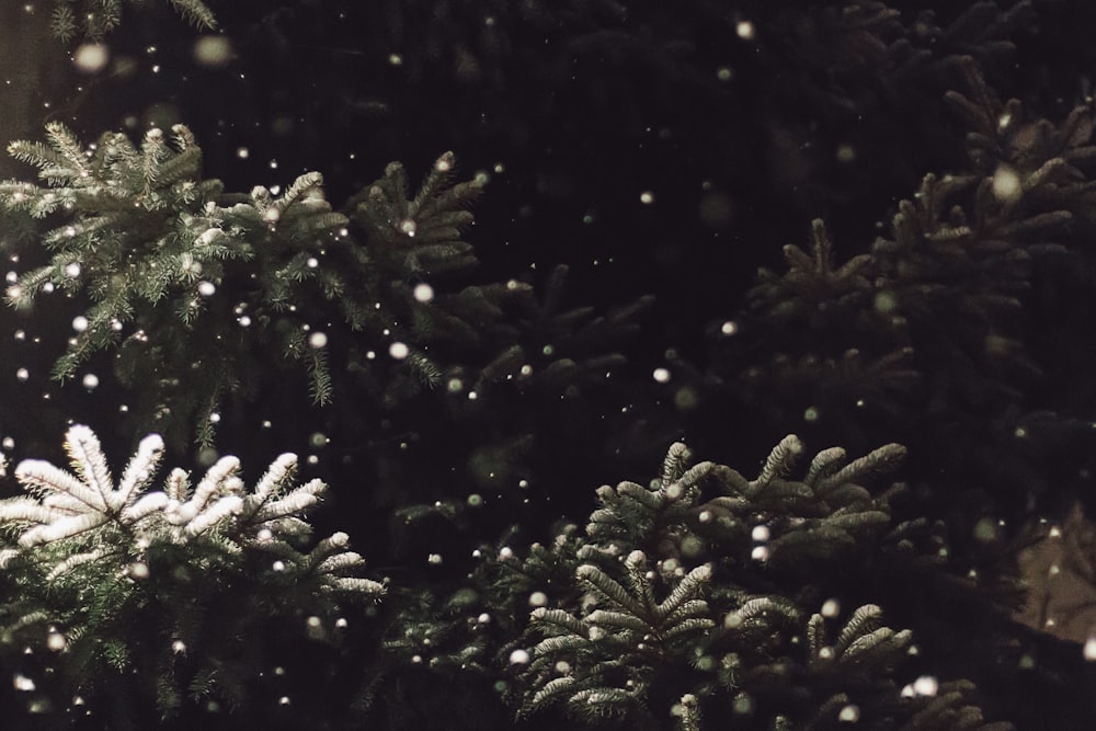 chute de neige sur l’arbre