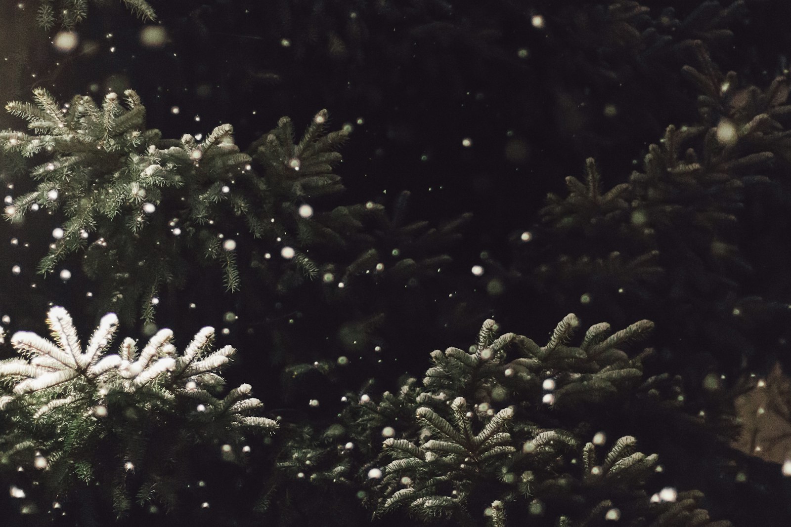 Canon EOS 70D sample photo. Snow fall on tree photography