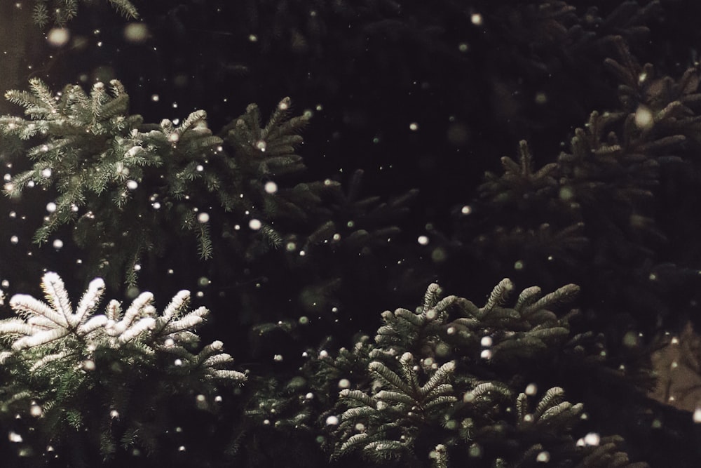 나무에 눈이 내린다