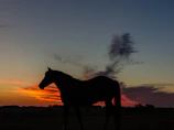 A majestic horse silhouetted against a golden sunset at bpm stables.