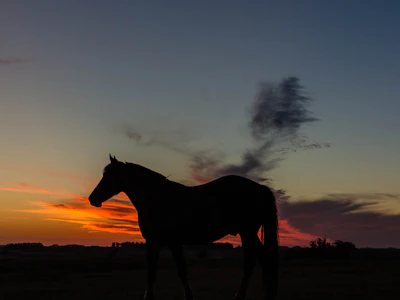 A majestic horse silhouetted against a golden sunset at bpm stables.