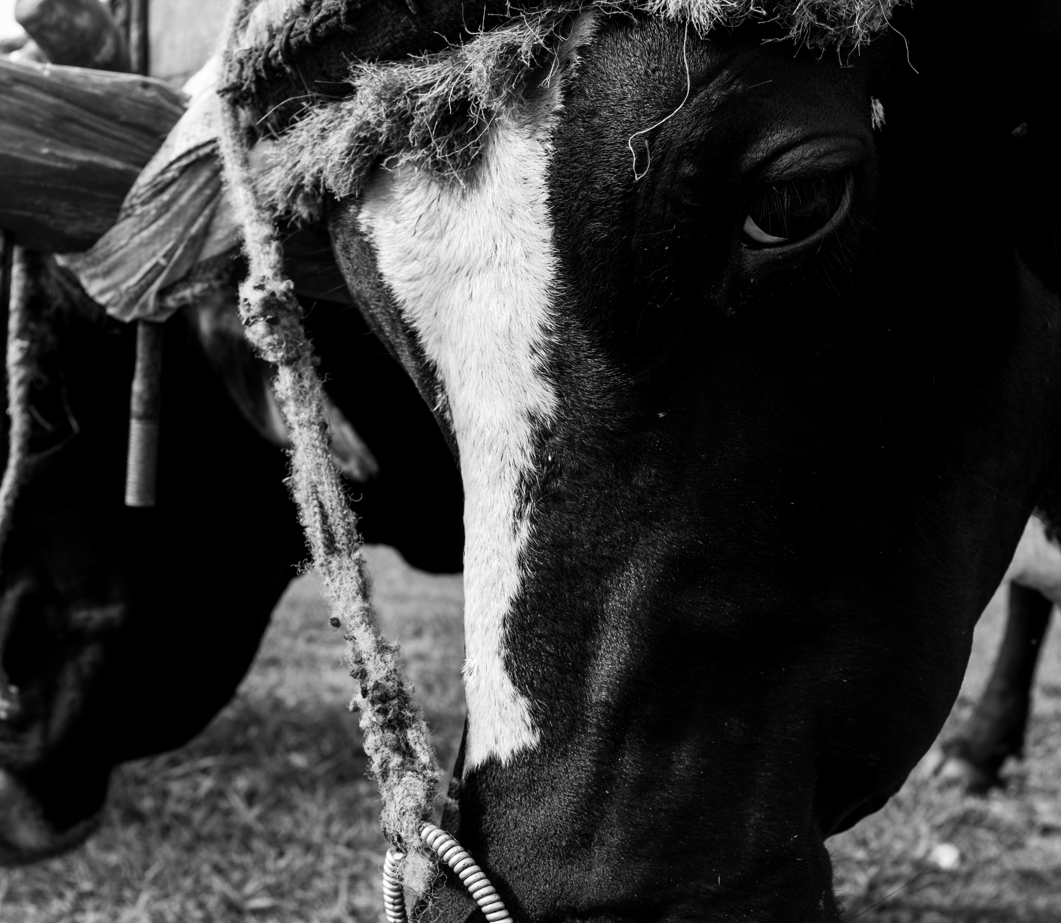 Free Unsplash photo from Melissa Morano