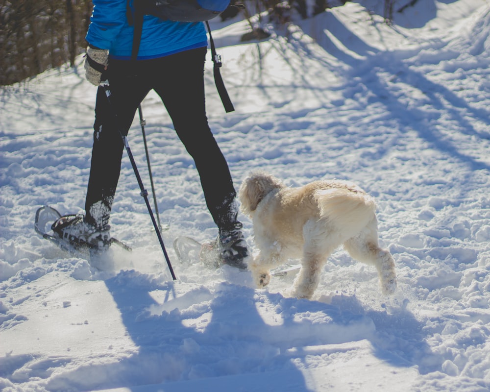 Person, die tagsüber vor einem weißen Hund auf schneebedecktem Boden spazieren geht