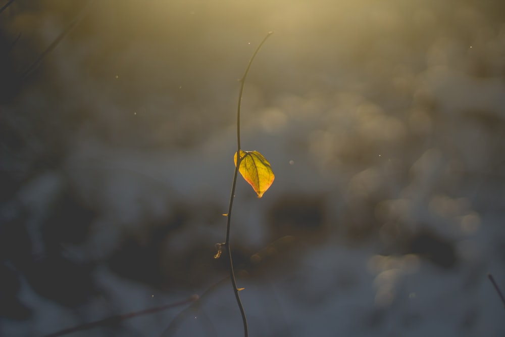 photo en gros plan d’une plante flétrie avec une feuille jaune