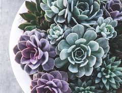 purple flower on white ceramic plate