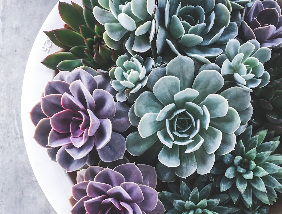 Succulents