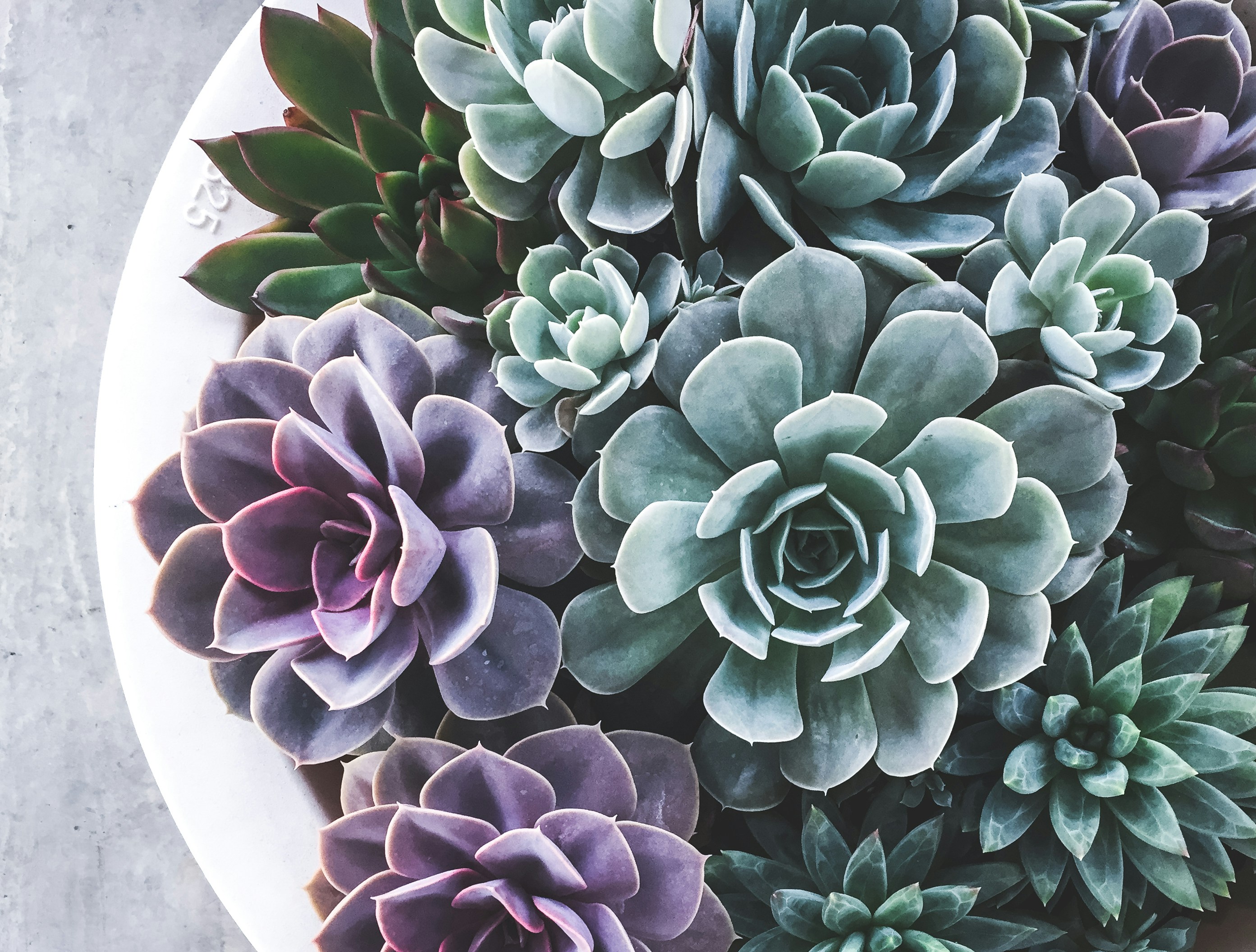 Succulents at the Stahl House in Los Angeles