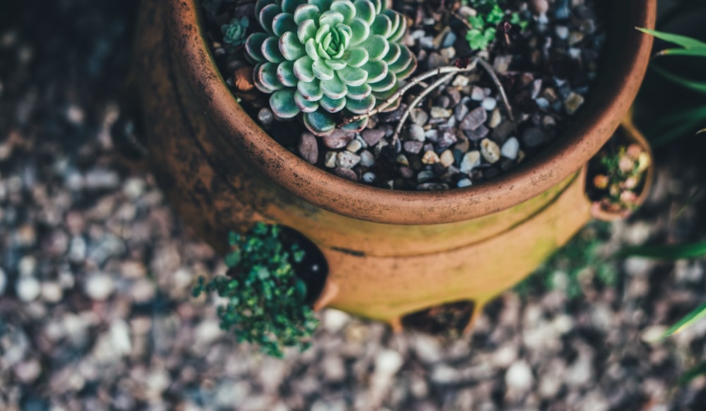 Planta de hojas verdes con maceta