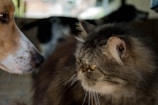A close-up view of a cat and a dog facing each other, both appearing to focus on one another. The cat has long, fluffy fur and an attentive expression, while the dog looks on curiously. The background is blurred, emphasizing the interaction between the two animals.