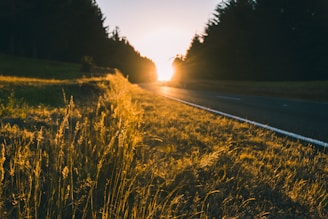 Sunset casting golden light over a quiet country road bordered by tall grasses.