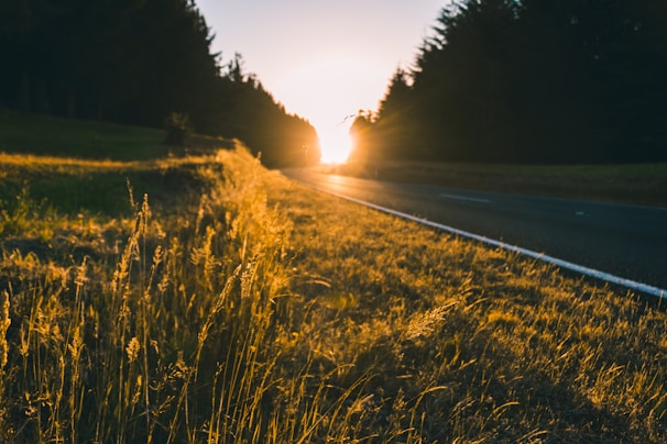 Sunset casting golden light over a quiet country road bordered by tall grasses.