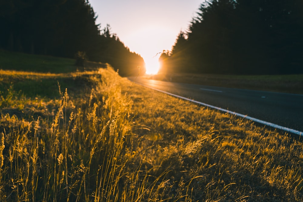 selective focus photography of grass