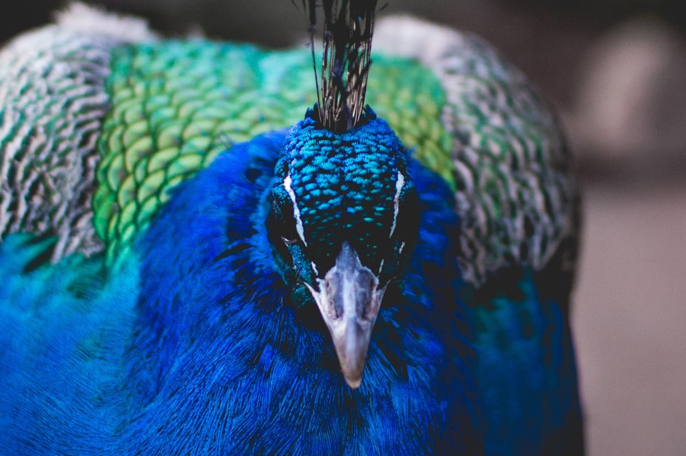 fotografia a fuoco superficiale del pavone blu