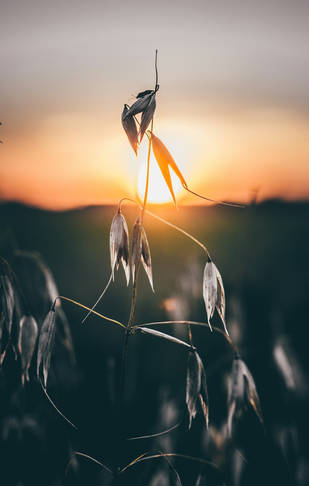 close-up photography of gray leaf plant during sunset