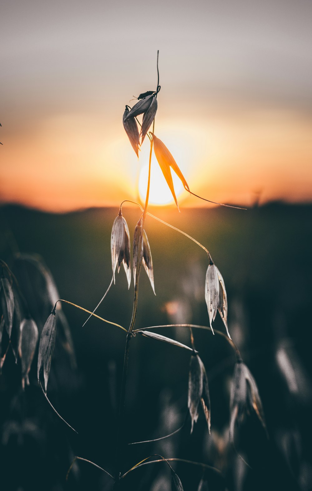 Fotografia em close-up da planta de folha cinzenta durante o pôr do sol