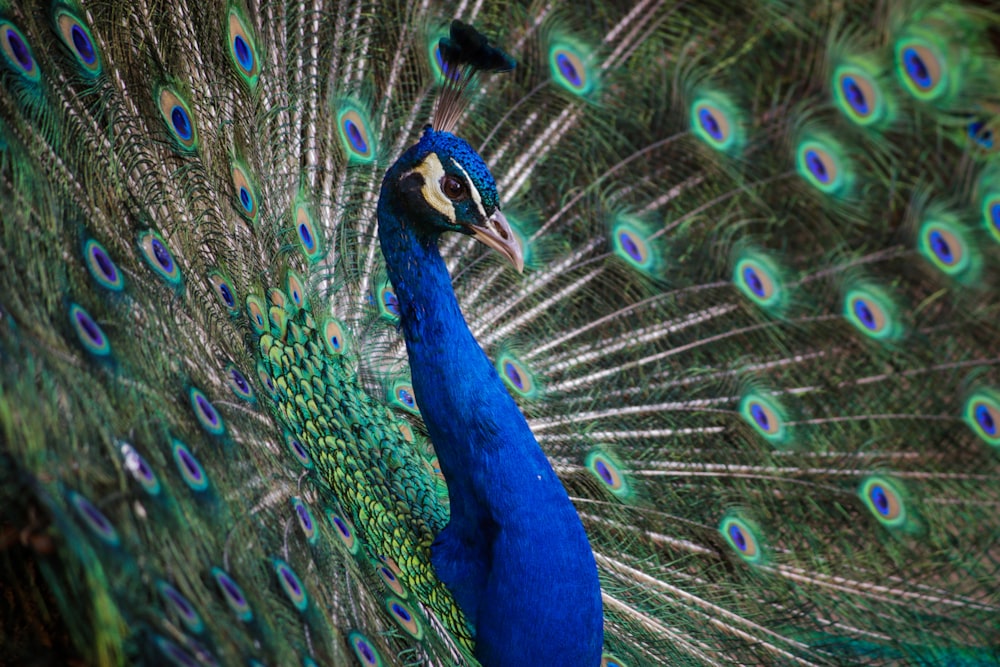 close up photography of peacock