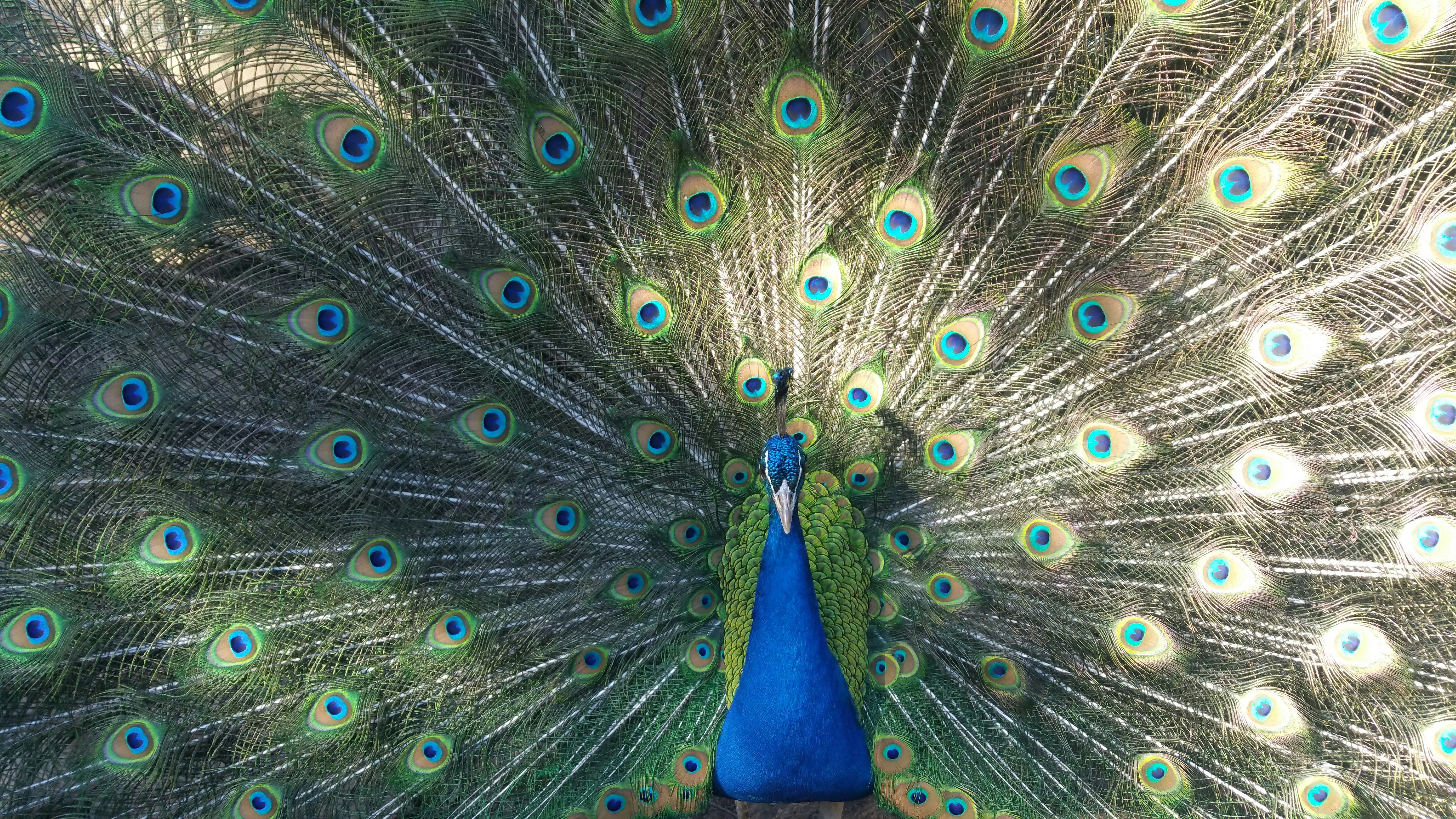 Free Unsplash photo from Joseph Spring