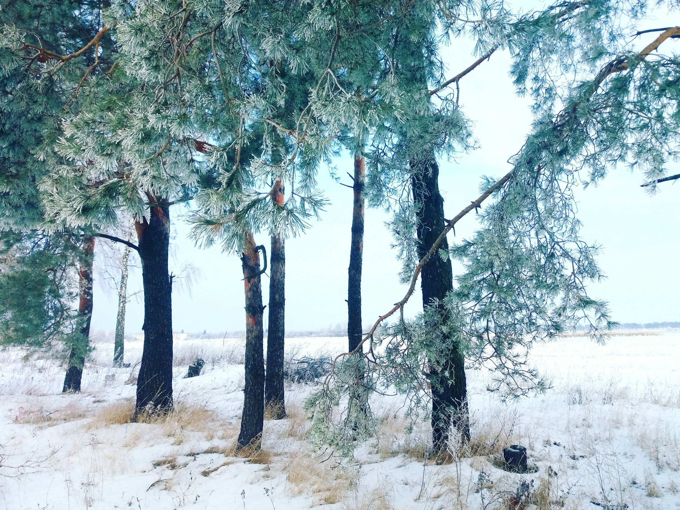 Free Unsplash photo from Maryna Musienko