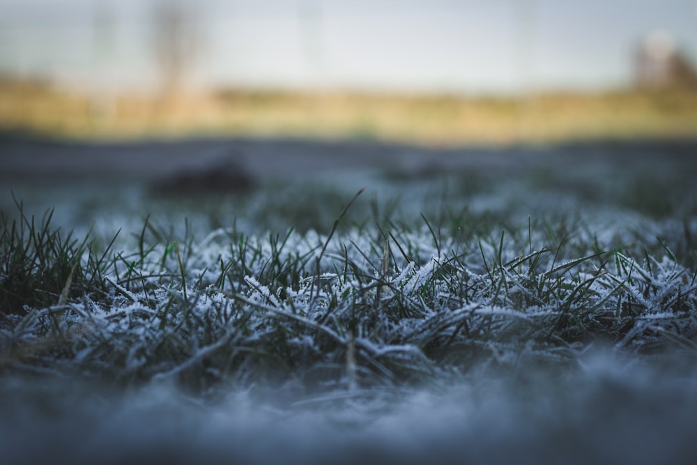 Foto focal selectiva de plantas de hierba cubiertas de nieve