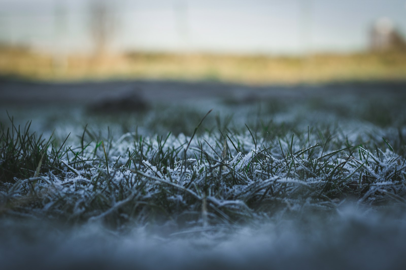 Canon EOS 1200D (EOS Rebel T5 / EOS Kiss X70 / EOS Hi) sample photo. Snow covered grass plant photography