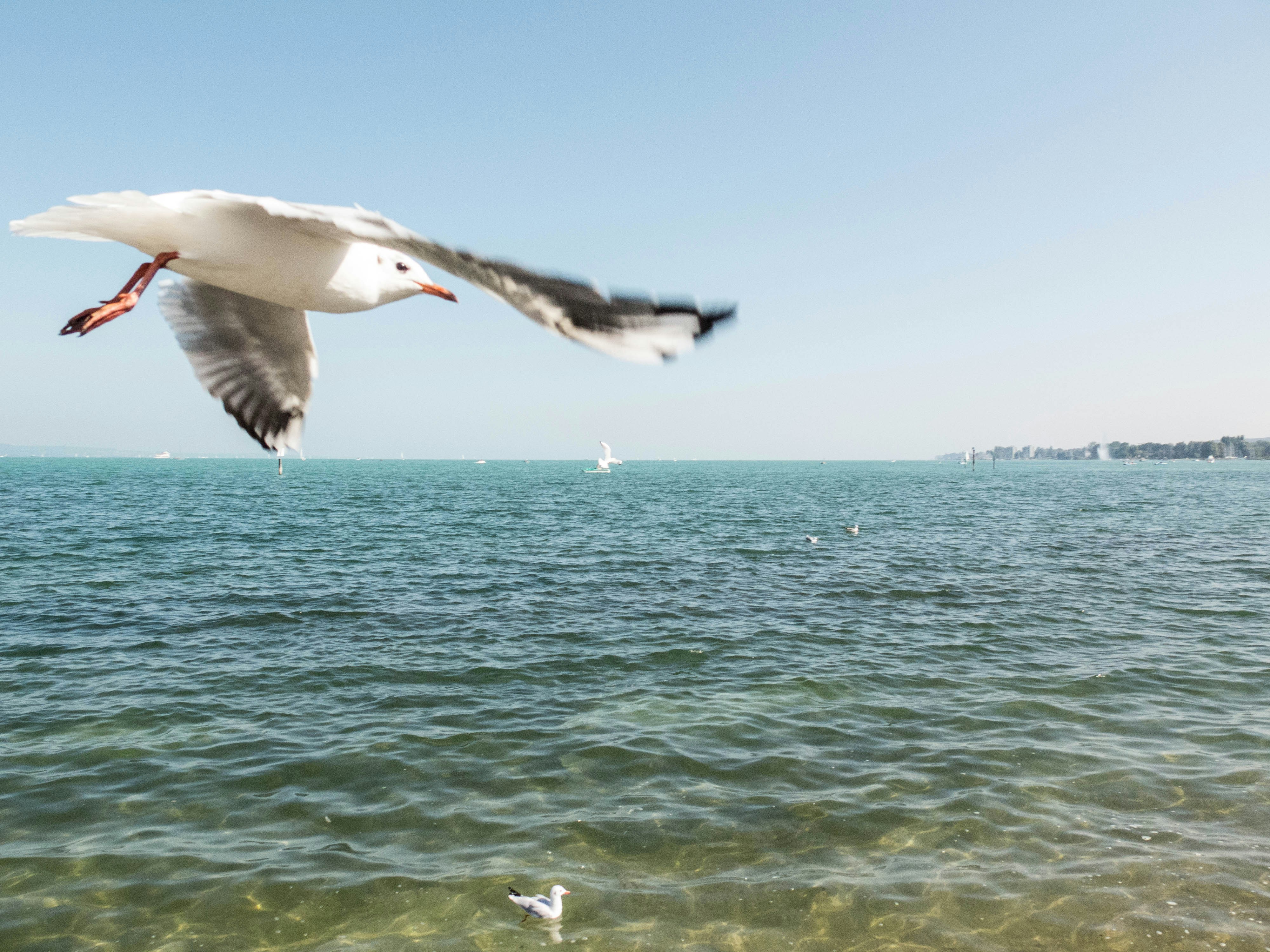 Free Unsplash photo from Hanna Bergblau