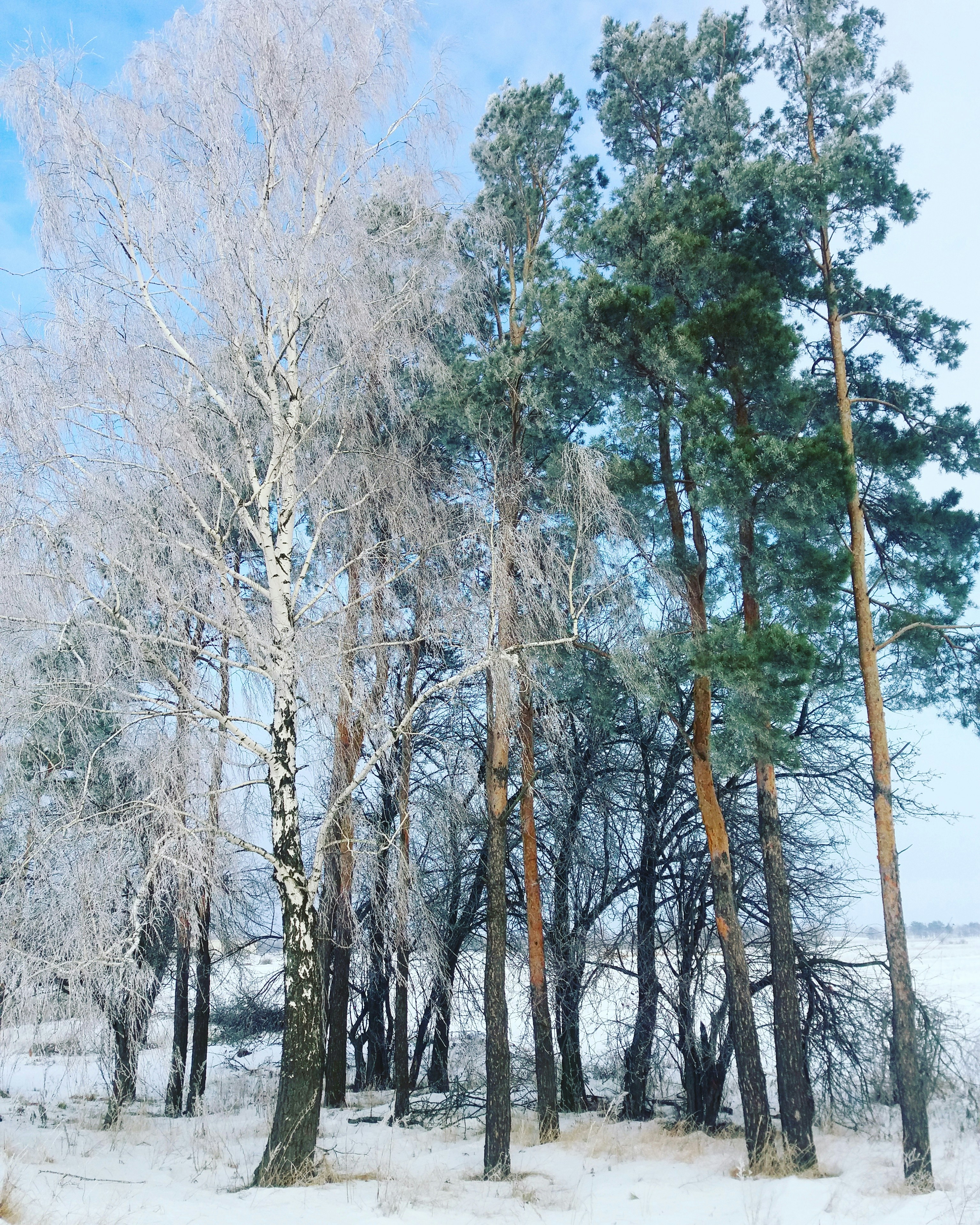 Free Unsplash photo from Maryna Musienko