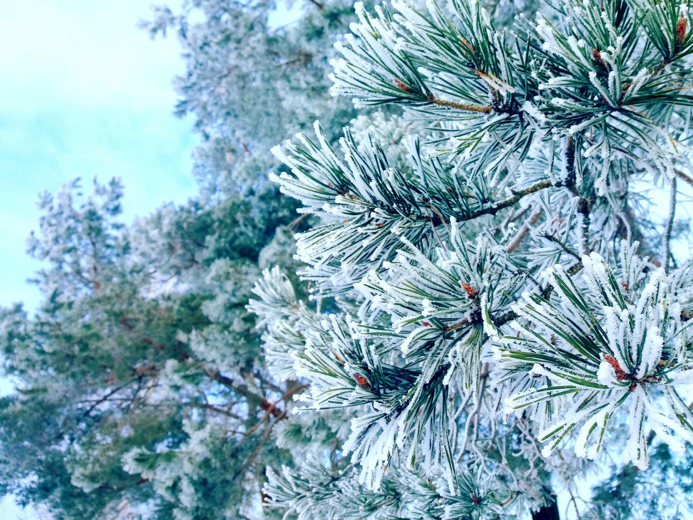 Free Unsplash photo from Maryna Musienko