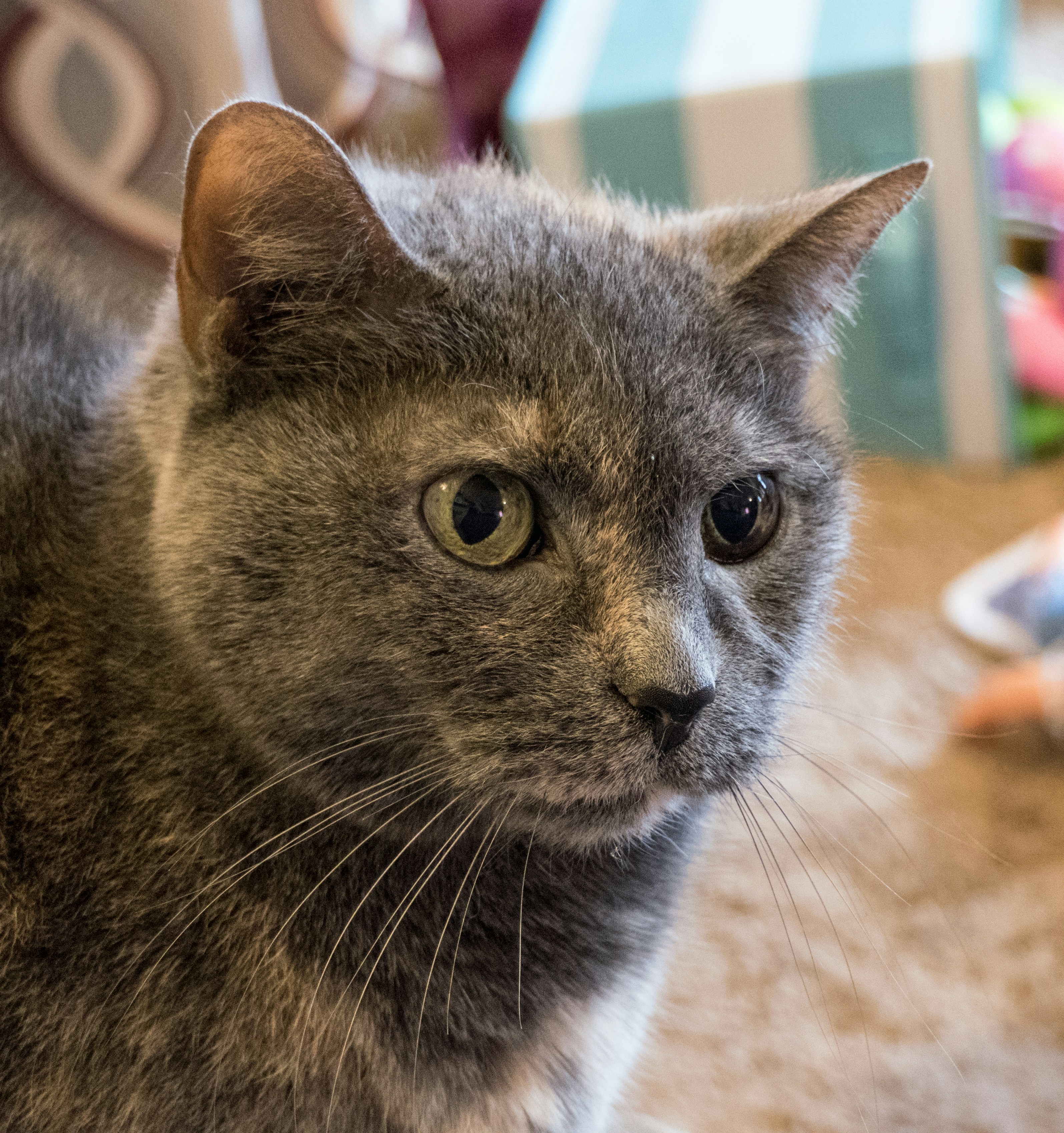 Free Unsplash photo from Paul Sikkema