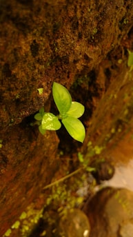 A small green plant with vibrant leaves grows out of a textured, earthy surface possibly resembling a rock or tree bark. The setting is natural and moist, suggesting a humid or forest environment.