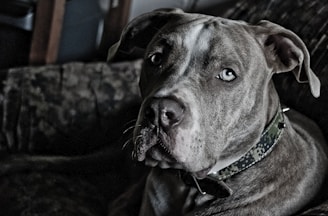A close-up view of a gray pit bull dog with a camo-patterned collar. The dog's eyes are light, and its expression is attentive. The background is dark, likely a sofa or seating area.