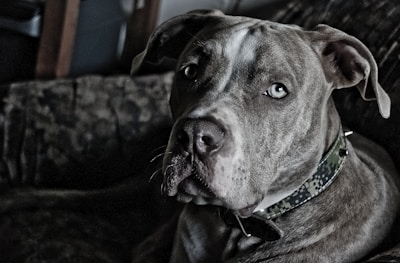 A close-up view of a gray pit bull dog with a camo-patterned collar. The dog's eyes are light, and its expression is attentive. The background is dark, likely a sofa or seating area.