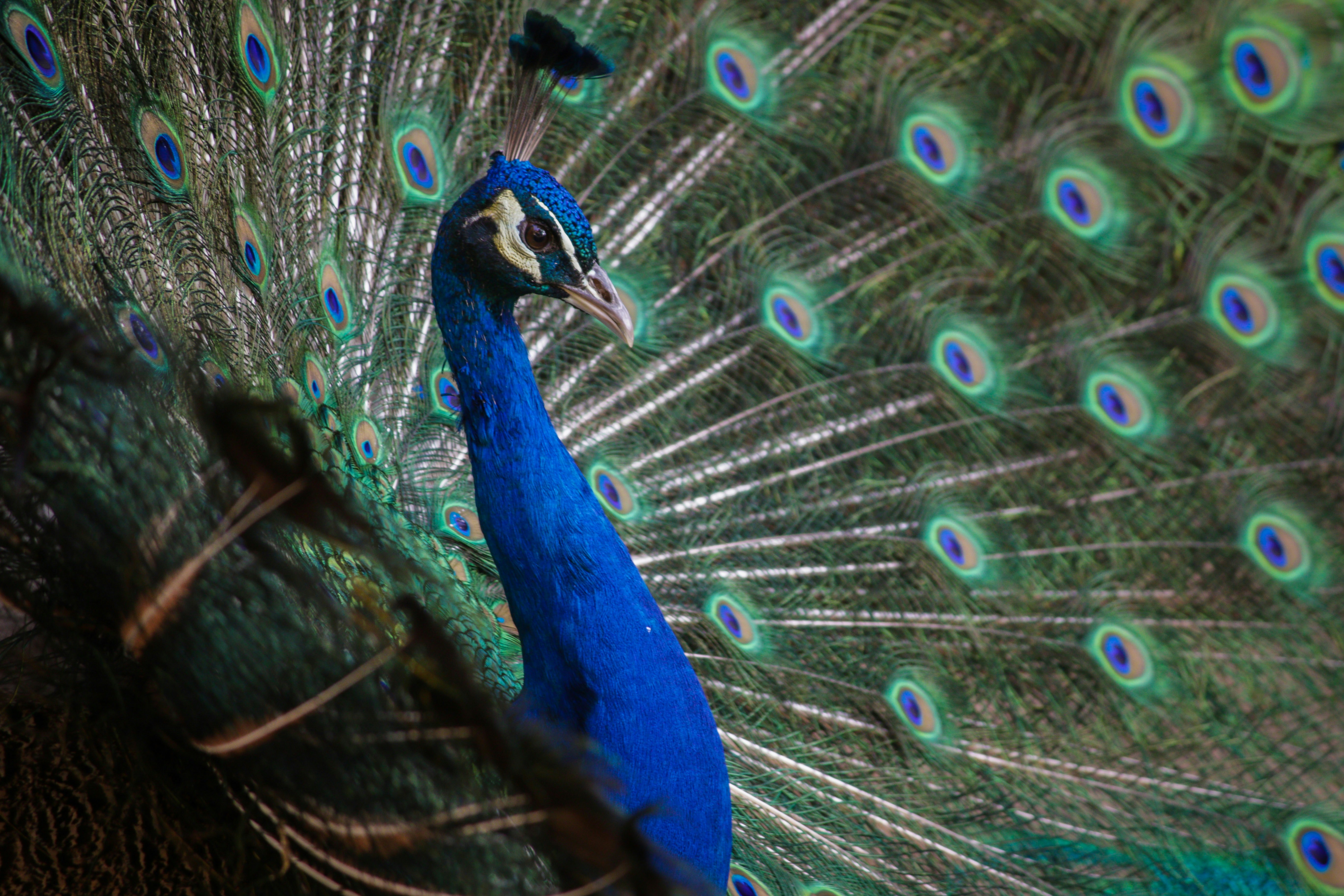 Free Unsplash photo from Andre Mouton