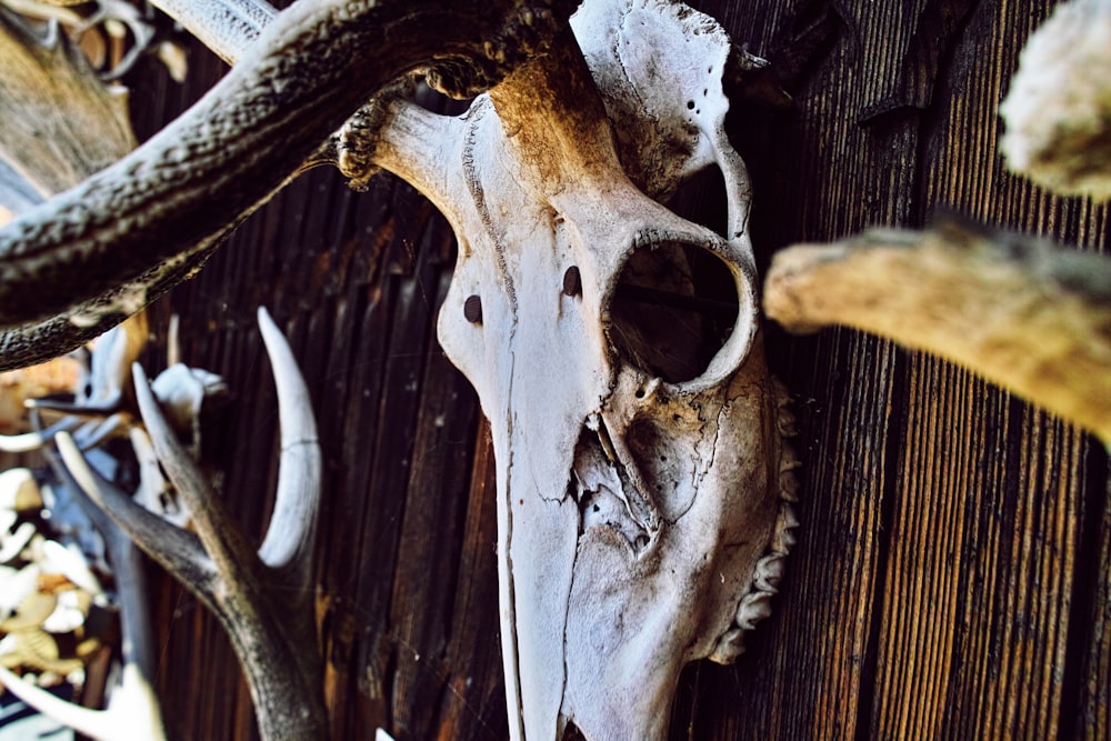 close-up photography of white animal skull decor