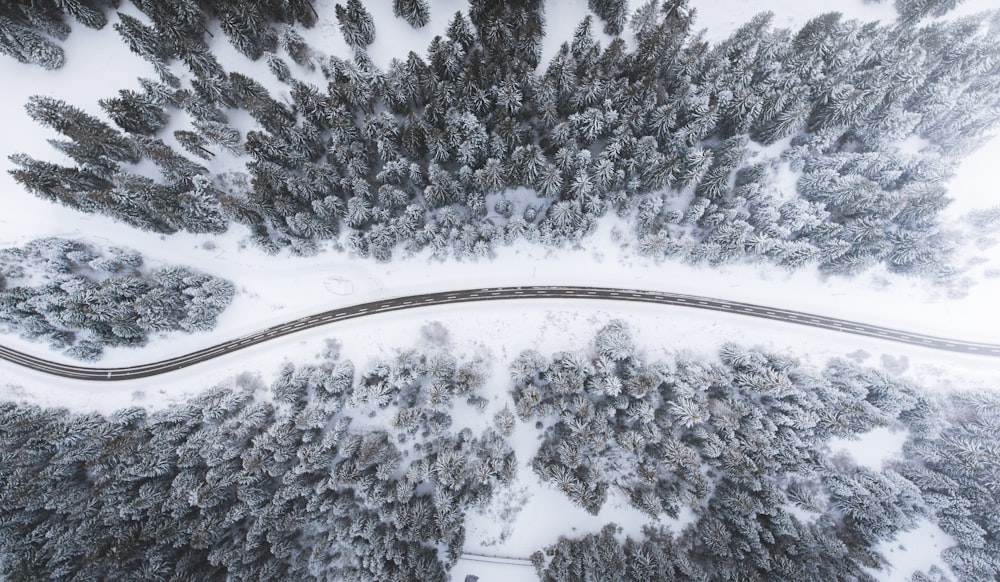 aerial view of road surrounded by trees