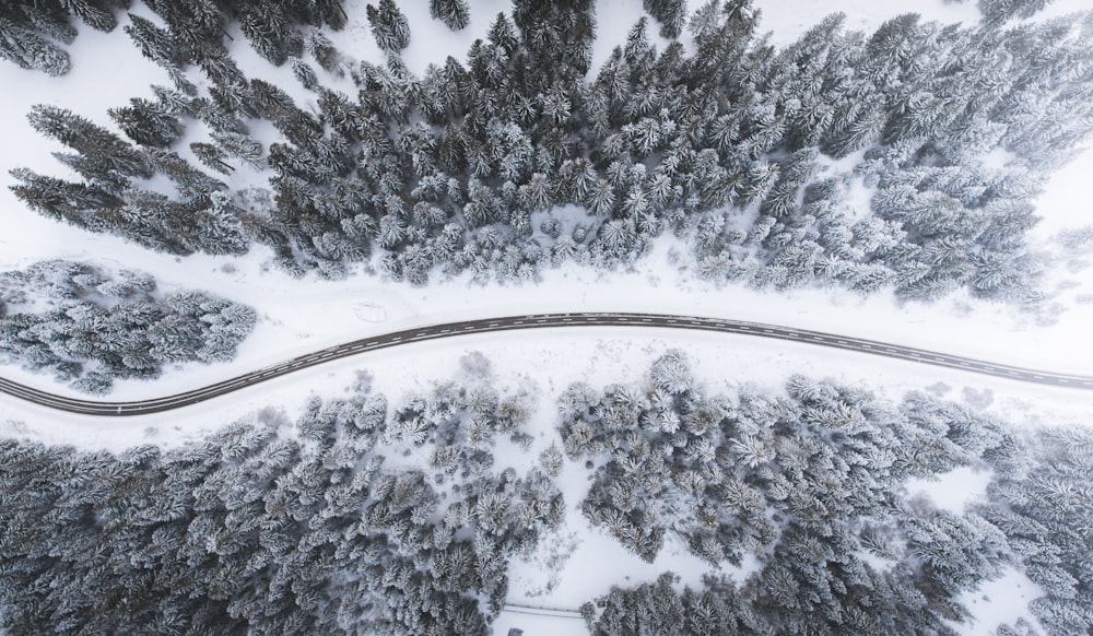 Veduta aerea della strada circondata da alberi