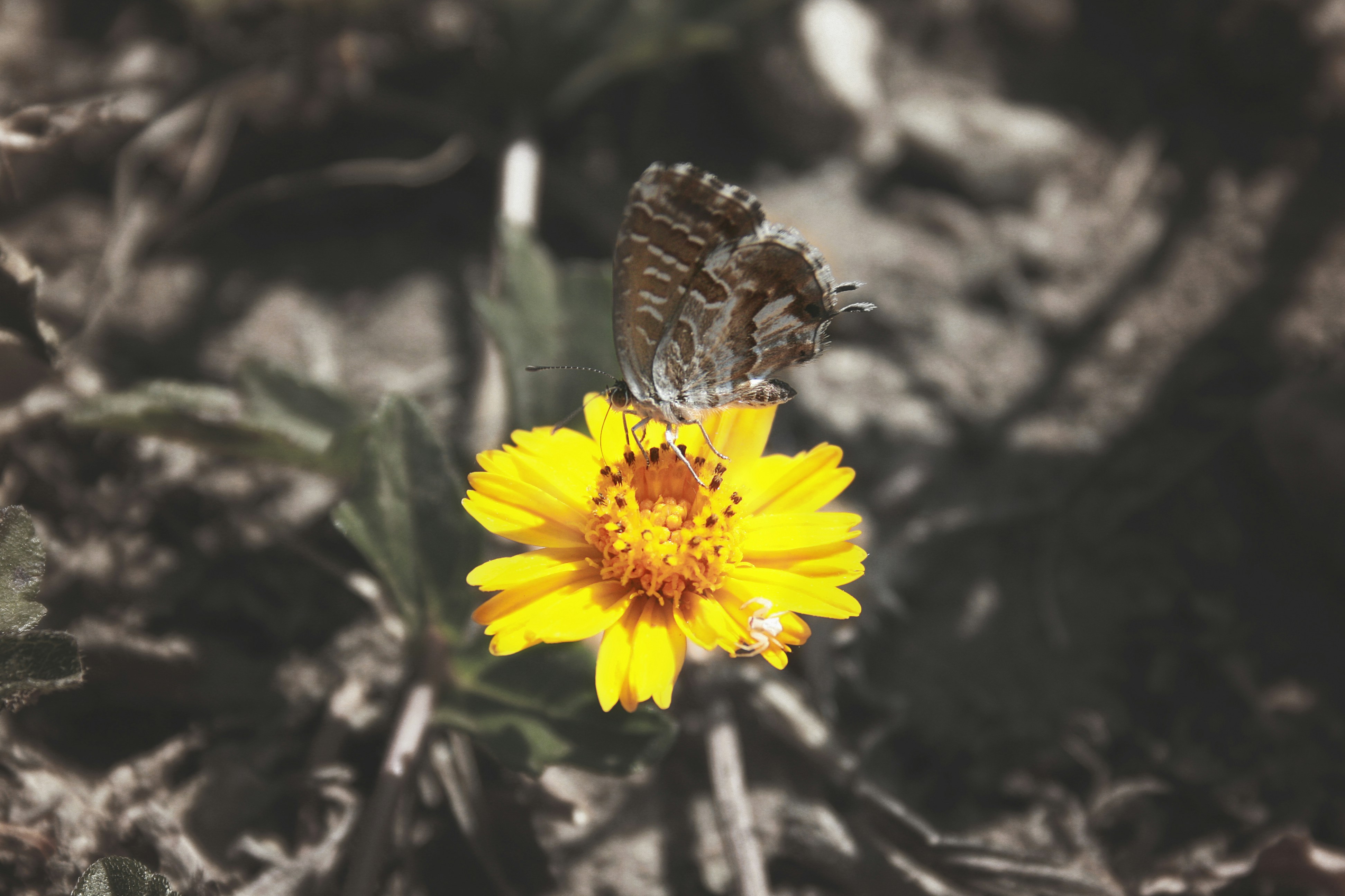 Free Unsplash photo from Oumaima Ben Chebtit