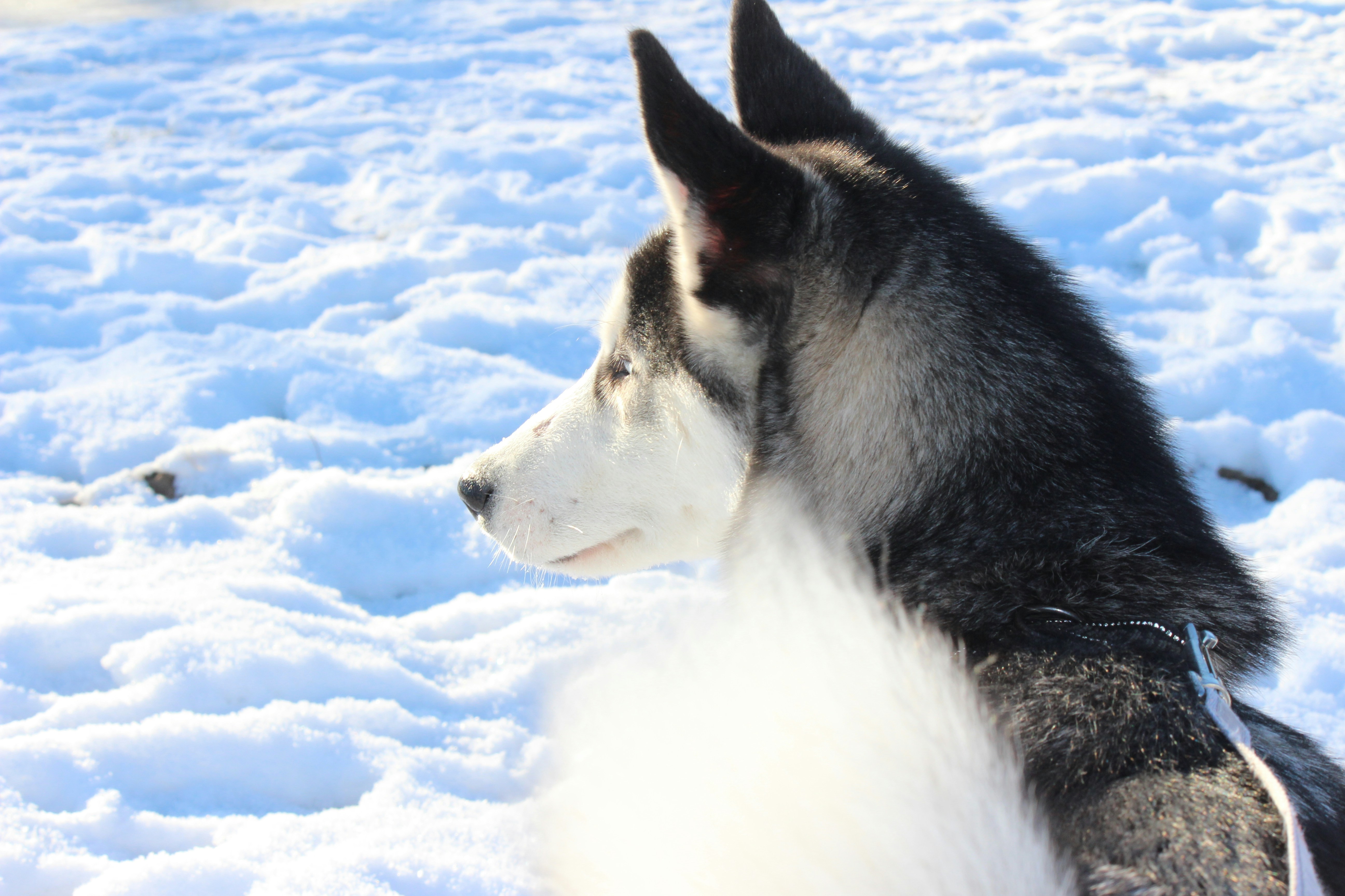 Free Unsplash photo from Koen van Ginkel