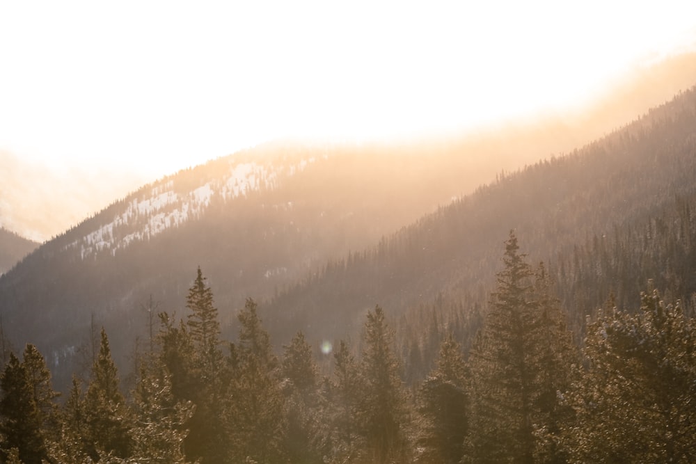 arbres à feuilles vertes sur la montagne