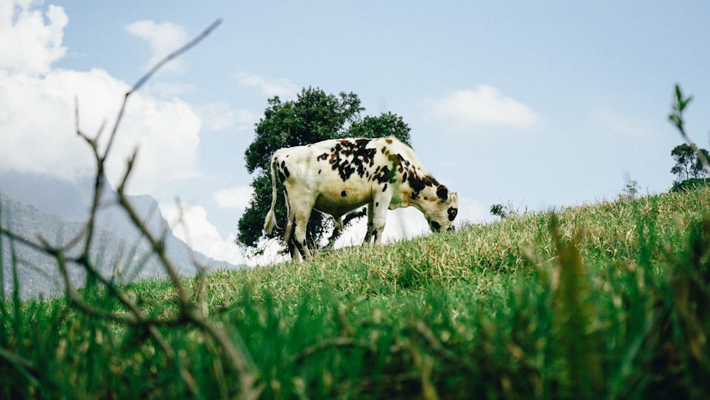 昼間、緑の芝生の野原に立つ白と黒の牛