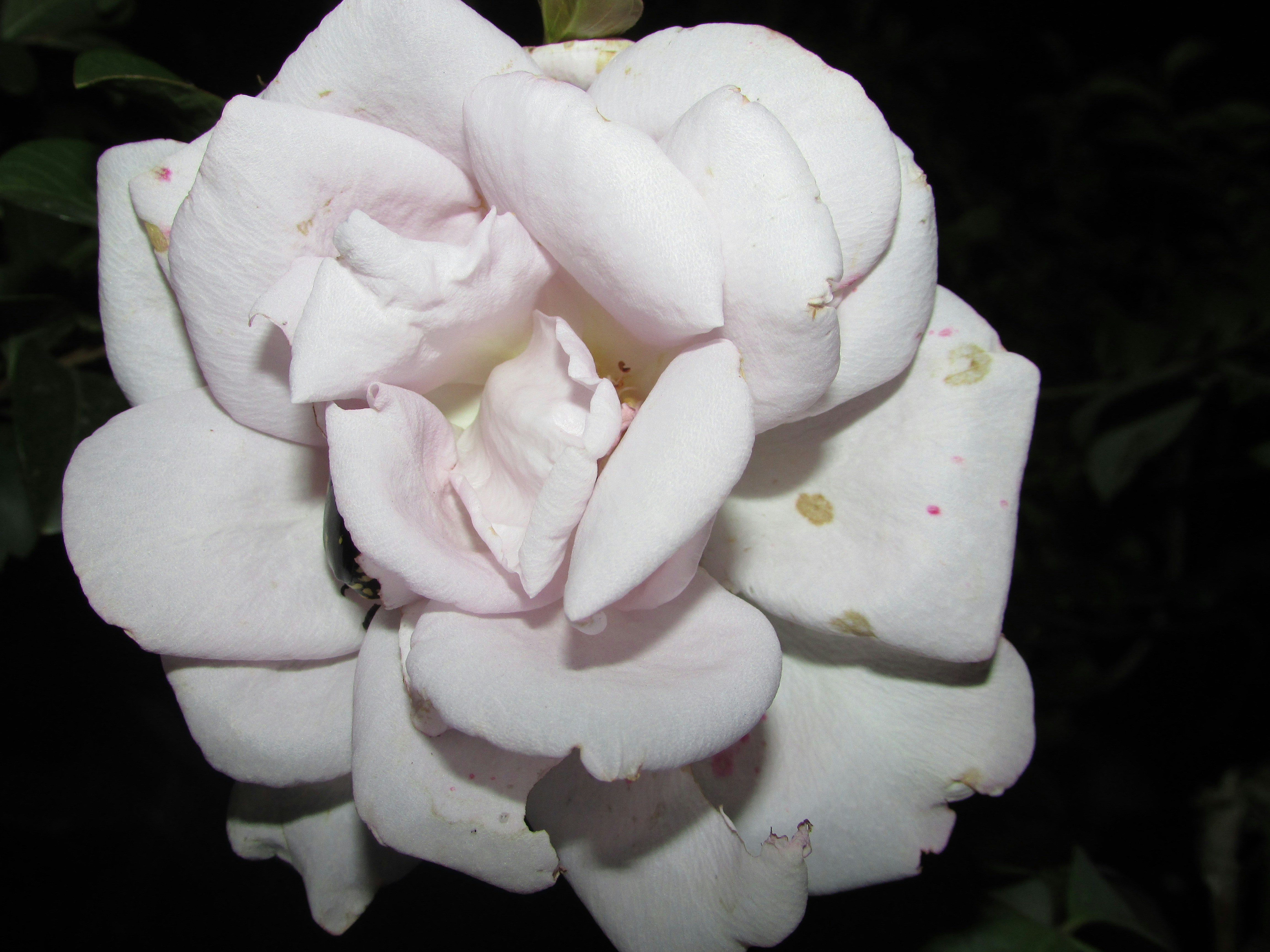 Free Unsplash photo from Ramiro Martinez