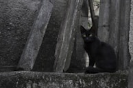 A black cat with striking green eyes sits among old, weathered concrete slabs and stones, conveying an atmosphere of mystery. The scene is shaded and the cat looks directly at the viewer, creating a sense of intrigue.