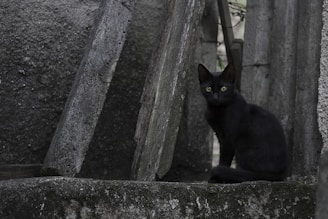 A black cat with striking green eyes sits among old, weathered concrete slabs and stones, conveying an atmosphere of mystery. The scene is shaded and the cat looks directly at the viewer, creating a sense of intrigue.