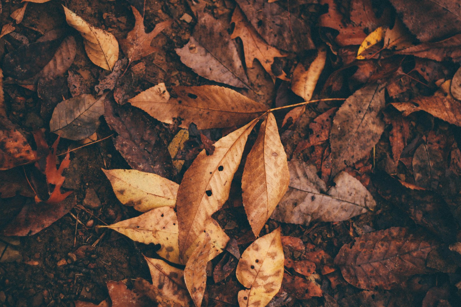 Canon EOS 500D (EOS Rebel T1i / EOS Kiss X3) + Canon EF 50mm F1.8 II sample photo. Dried leaves on ground photography