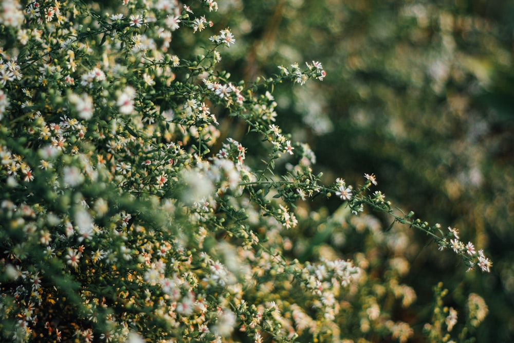 녹색 잎이 있는 식물의 보케 사진