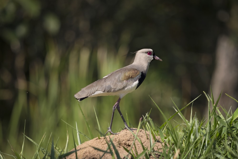 grey and white bird standing on brown sand