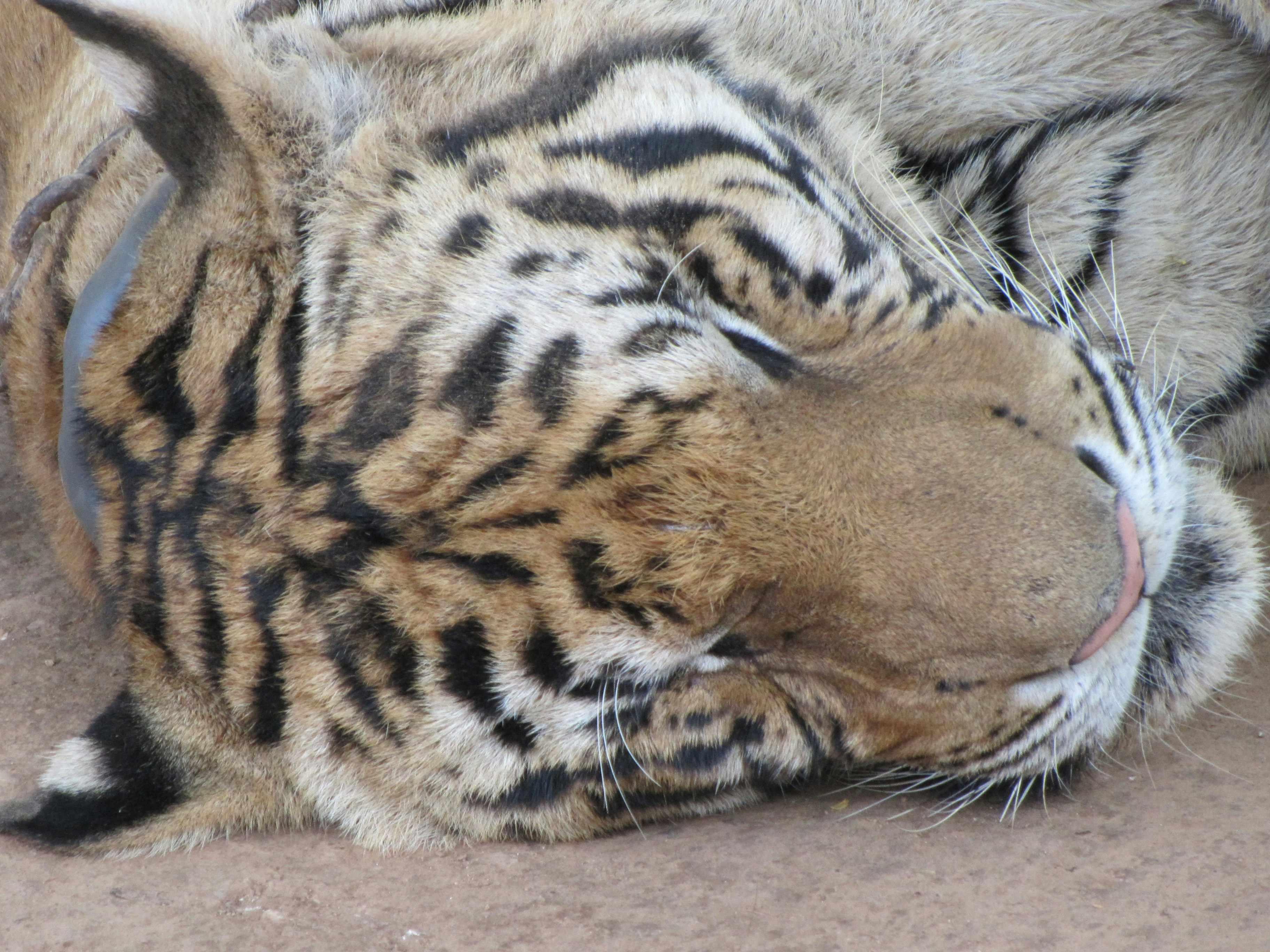 Free Unsplash photo from Tracey O'Brien