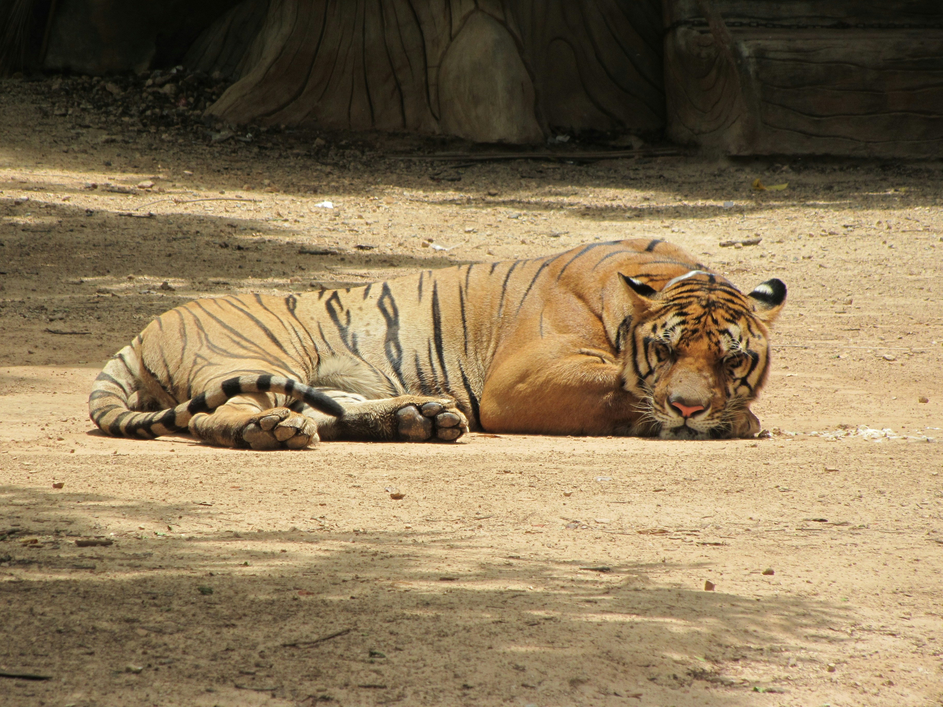 Free Unsplash photo from Tracey O'Brien